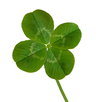 four leaved clover