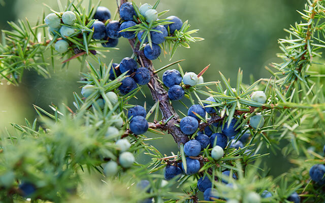 Juniper tree