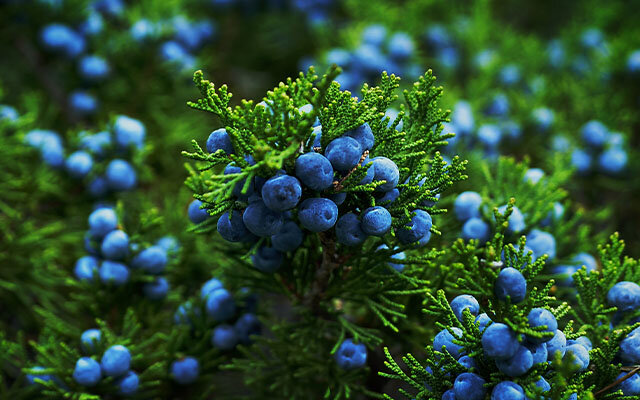 Juniper