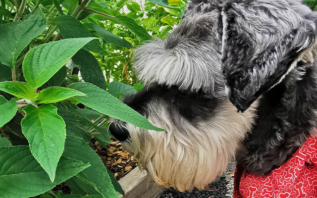 Mr. Mackintosh is not afraid to role up his sleeves and help inspect the Pineapple Sage.