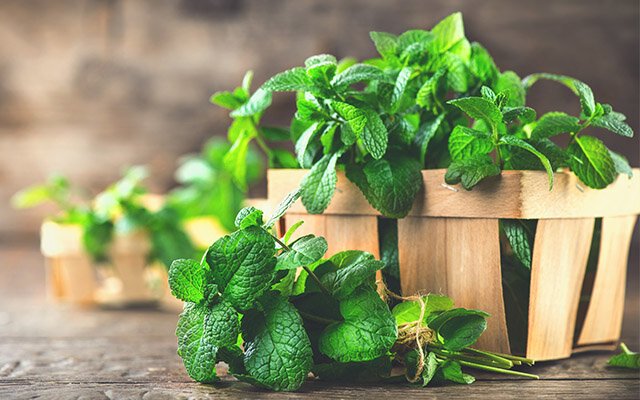 Mint garnish growing