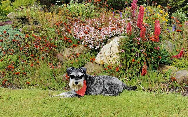 Mr. Mackintosh doing an ocular pat-down of any potential threats to his garden. From weeds to moles, nothing gets past him.
