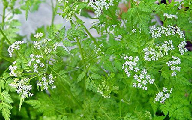 chervil.jpg
