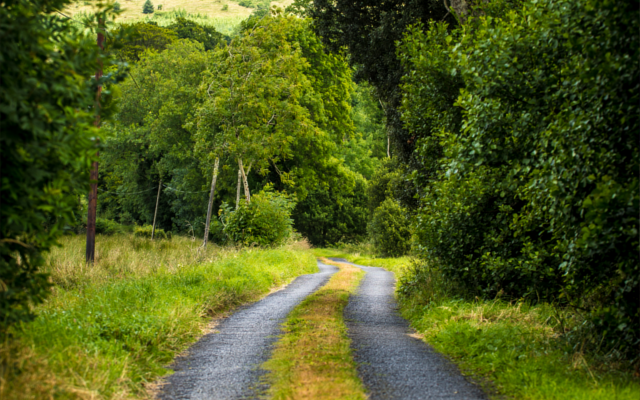 Irish forrest track road