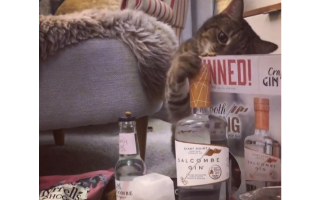 tabby+salcombe+gin.png