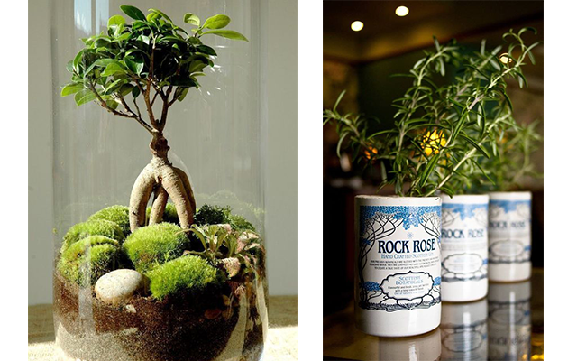 Gin bottle terrarium upcycling idea