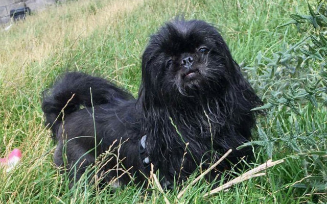 lopan the batch distillery dog