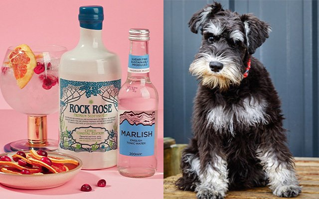 Dogs Trust Gin Bundles