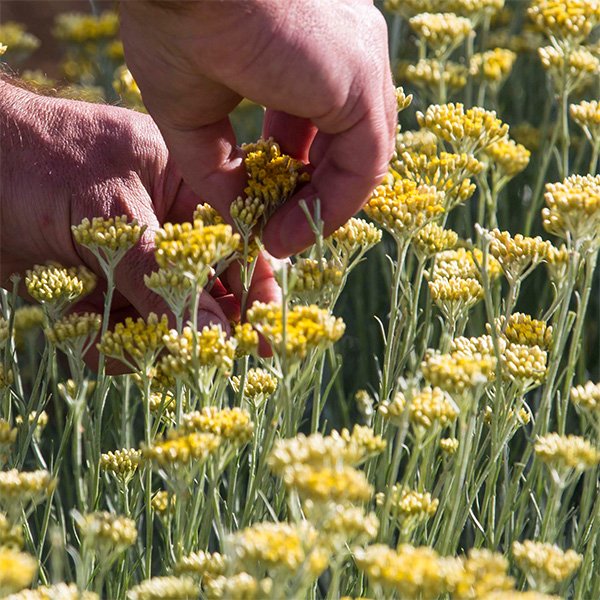 hands picking the immortelle flower