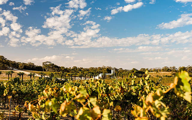 The beautiful landscape of Barossa Valley, South Australia