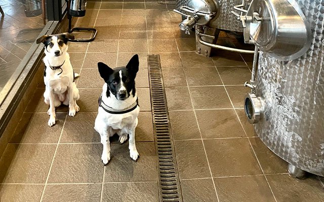 Manchester Gin Distillery Dog