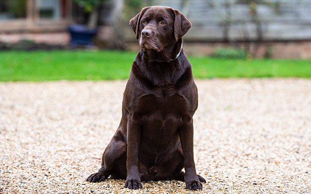 River Test Distillery Dog