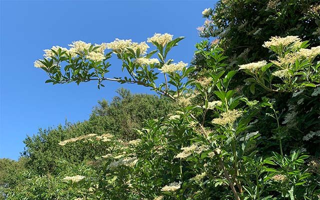 Wild flowers 