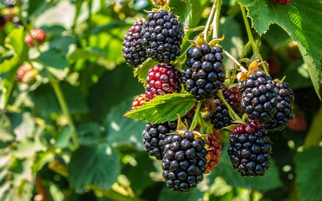 Blackberry season UK