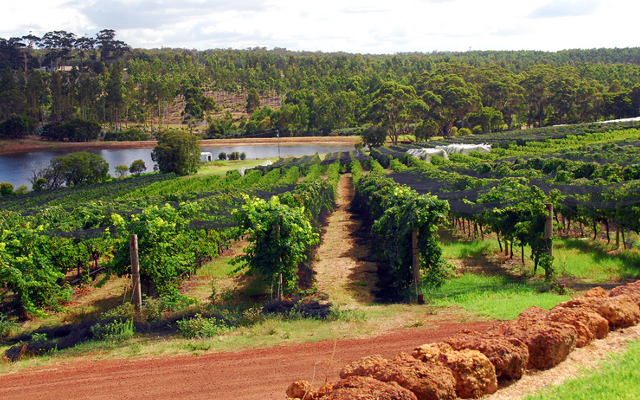 vines wine austrlia