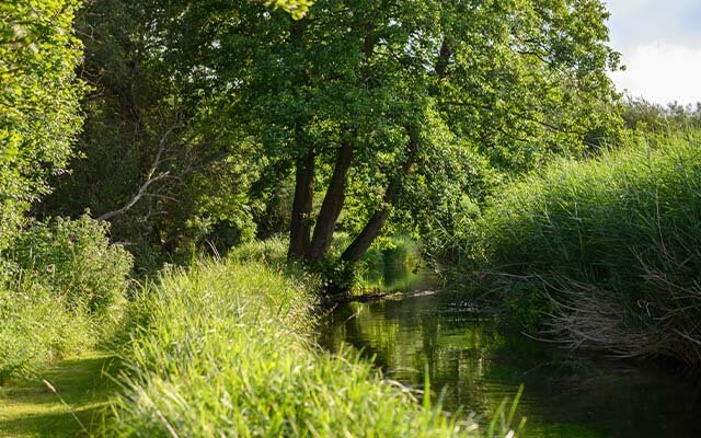 From the banks of the River Test