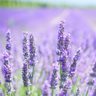 Lavender field
