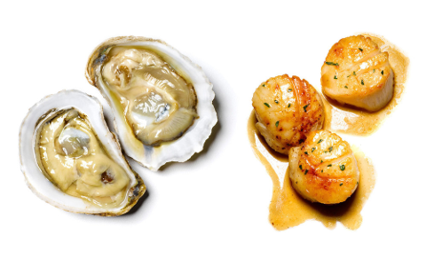 oysters