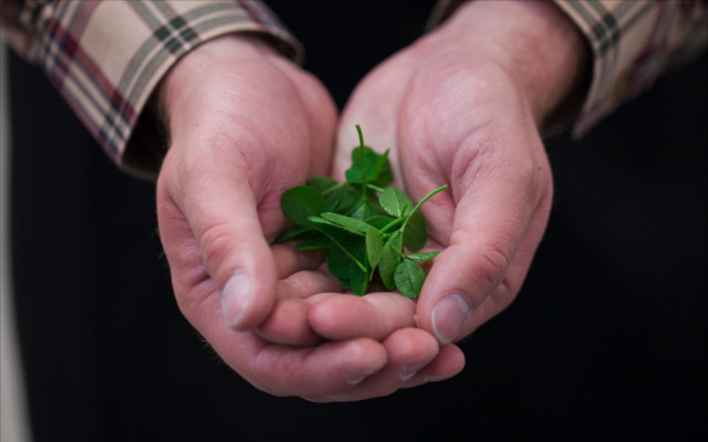 shortcross gin clover botanical