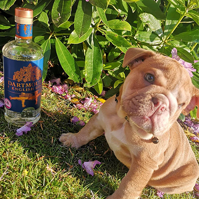 Cute puppies + craft gin = smiles all round! That’s just how we feel looking at this adorable ginny snap from @bigdavethebully