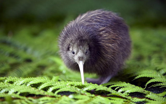 Kiwi bird