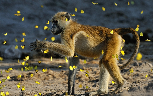 larvae and monkeys africa