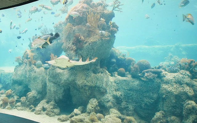 Image: Daydream Island, The Whitsundays.