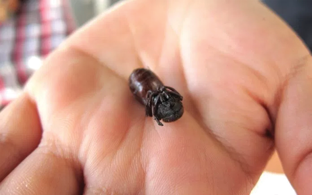 colombian ant.png