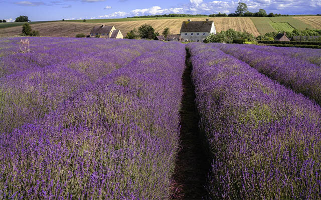 Cotswolds lavender