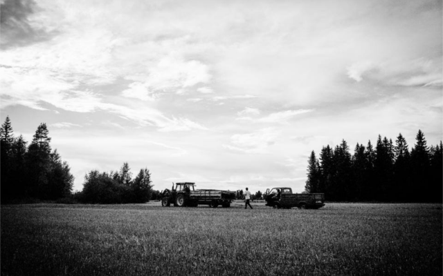 Napue Distillery fields of rye.png