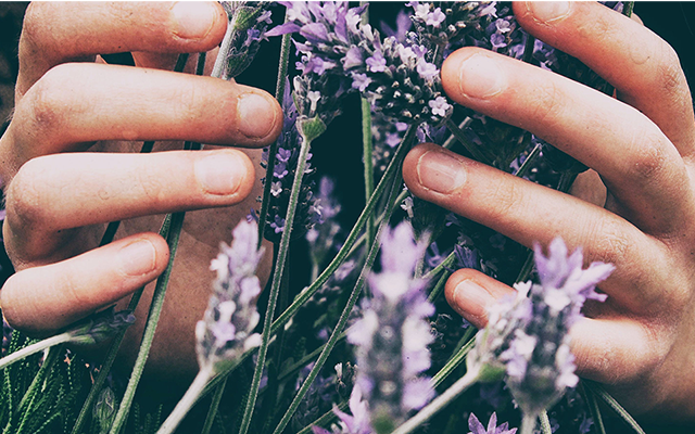 home-grown-lavender.png