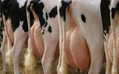 cow milk