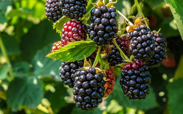 Bramble berries