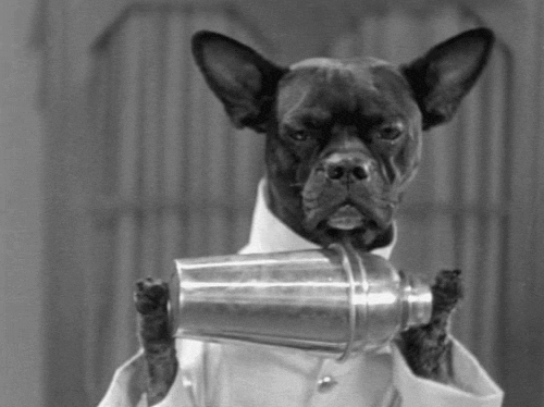 Dog shaking a cocktail shaker