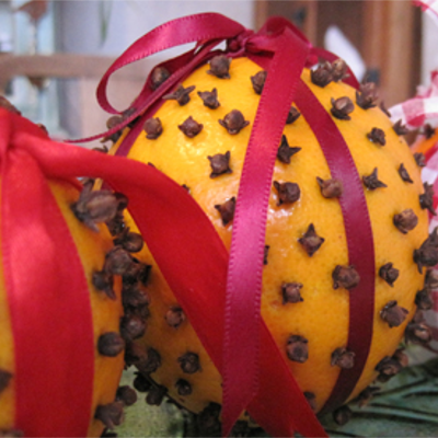 clove botanical