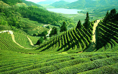 Darjeelling tea and gin