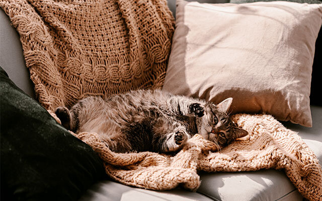 comfy cat