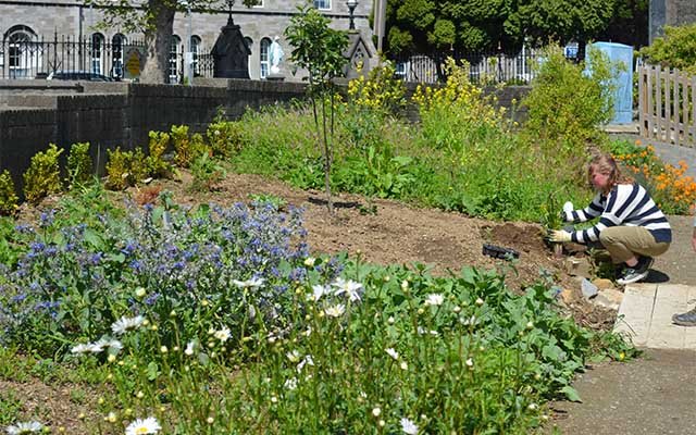 Stillgarden gin community garden