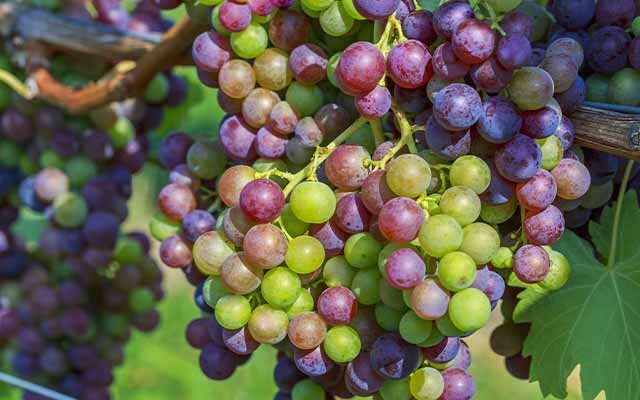 The secret ingredient that makes Victory Pink Gin so delicious? Verjus (the pressed juice of unripened wine grapes)!