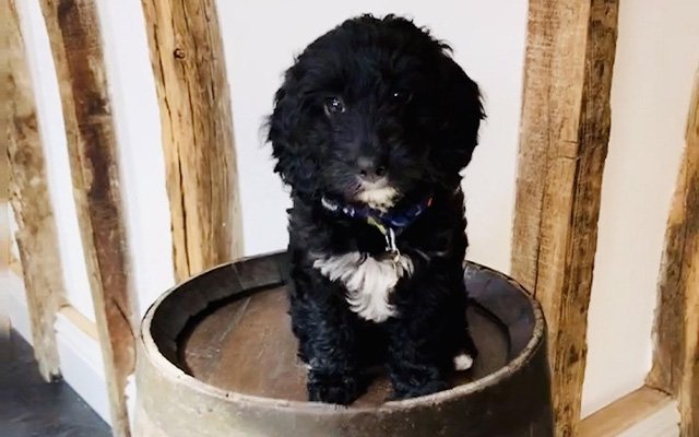 Pennington's Distillery Puppy