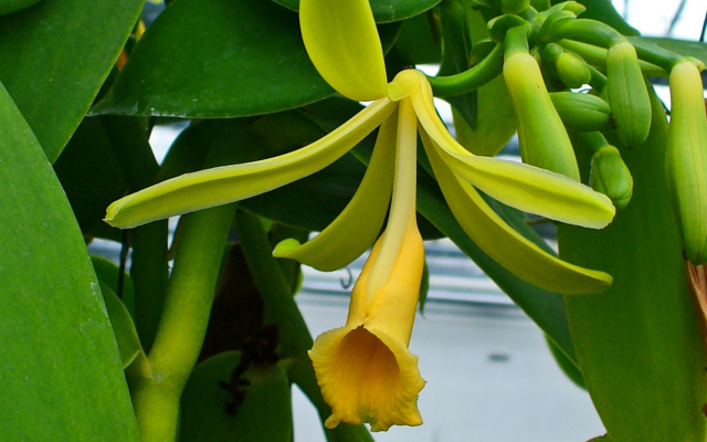 vanilla pod botanical plant
