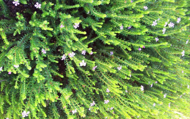 Buchu African botanical