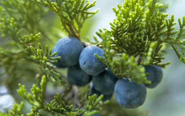 juniper berries on a bush