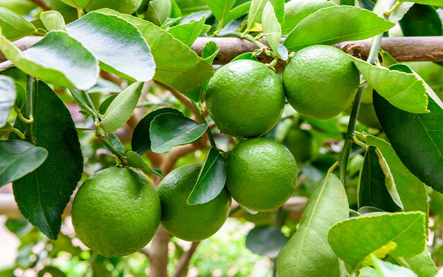 Limes.jpg