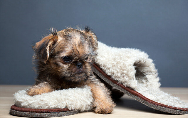 dog with slippers