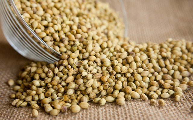 coriander