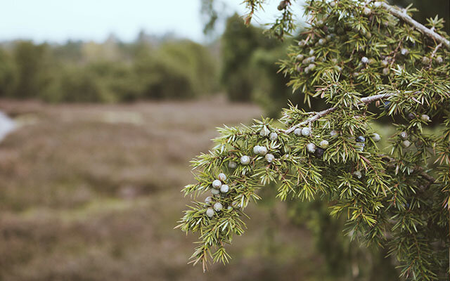 juniper-shrub.jpg