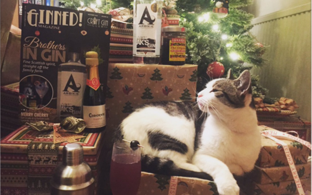 Cat snoozing in christmas gifts and Decembers Craft Gin Club box