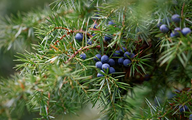 wild juniper.png