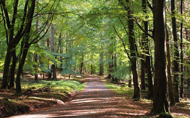 tollymore forest  park